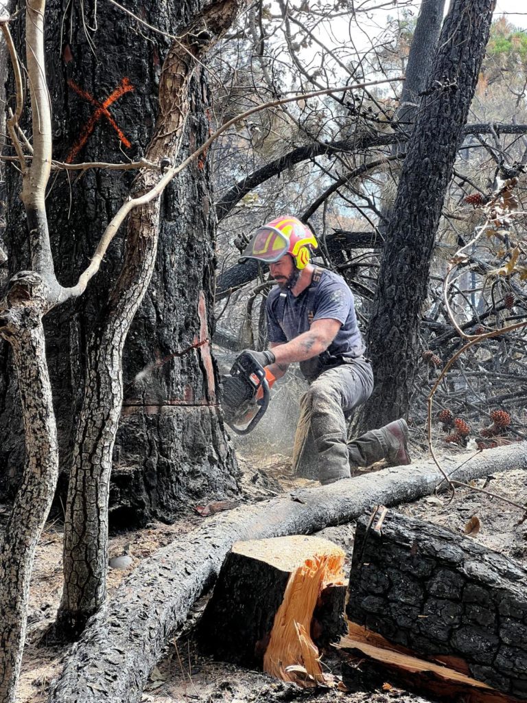 Nicolas Bergé de Nico Bois & Forêt, en plein abattage d'arbres, après les incendies en Gironde.