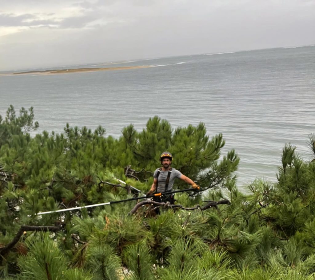 Nicolas Bergé, en plein élagage de pin dans les landes.