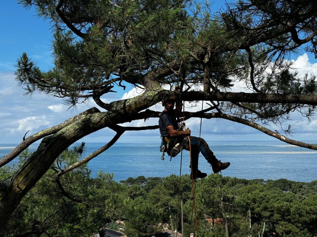 Nicolas Bergé, élagueur dans les landes et en Gironde, en plein élagage de pin.