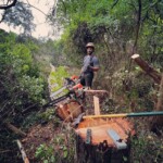 Nicolas Bergé de Nico bois et forêt, en train d'abattre un arbre dans les Landes.
