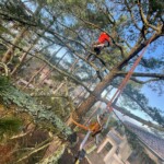 Nicolas Bergé, en plein élagage de pin en Gironde.