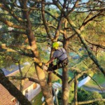 Nicolas Bergé de Nico Bois et Forêt (Nico2BF) en train d'élaguer un arbre.