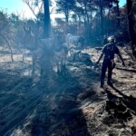 Nico bois et forêt, en plein nettoyage de sous-bois dans les Landes.