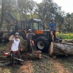 Nicolas Bergé de Nico bois et forêt et son équipe, en train d'abattre un arbre dangereux dans les Landes.