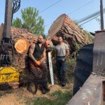 Nicolas Bergé de Nico bois et forêt et son partenaire, en train d'abattre un arbre dangereux dans les Landes.