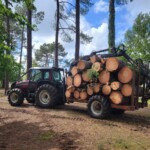Nico bois et forêt, en train d'évacuer des arbres, dans un sous-bois.