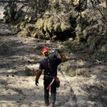 Nicolas Bergé de Nico bois et forêt, en train d'abattre des arbres, suite aux incendies en Gironde.